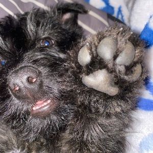 Meet your Posher, Baravelli